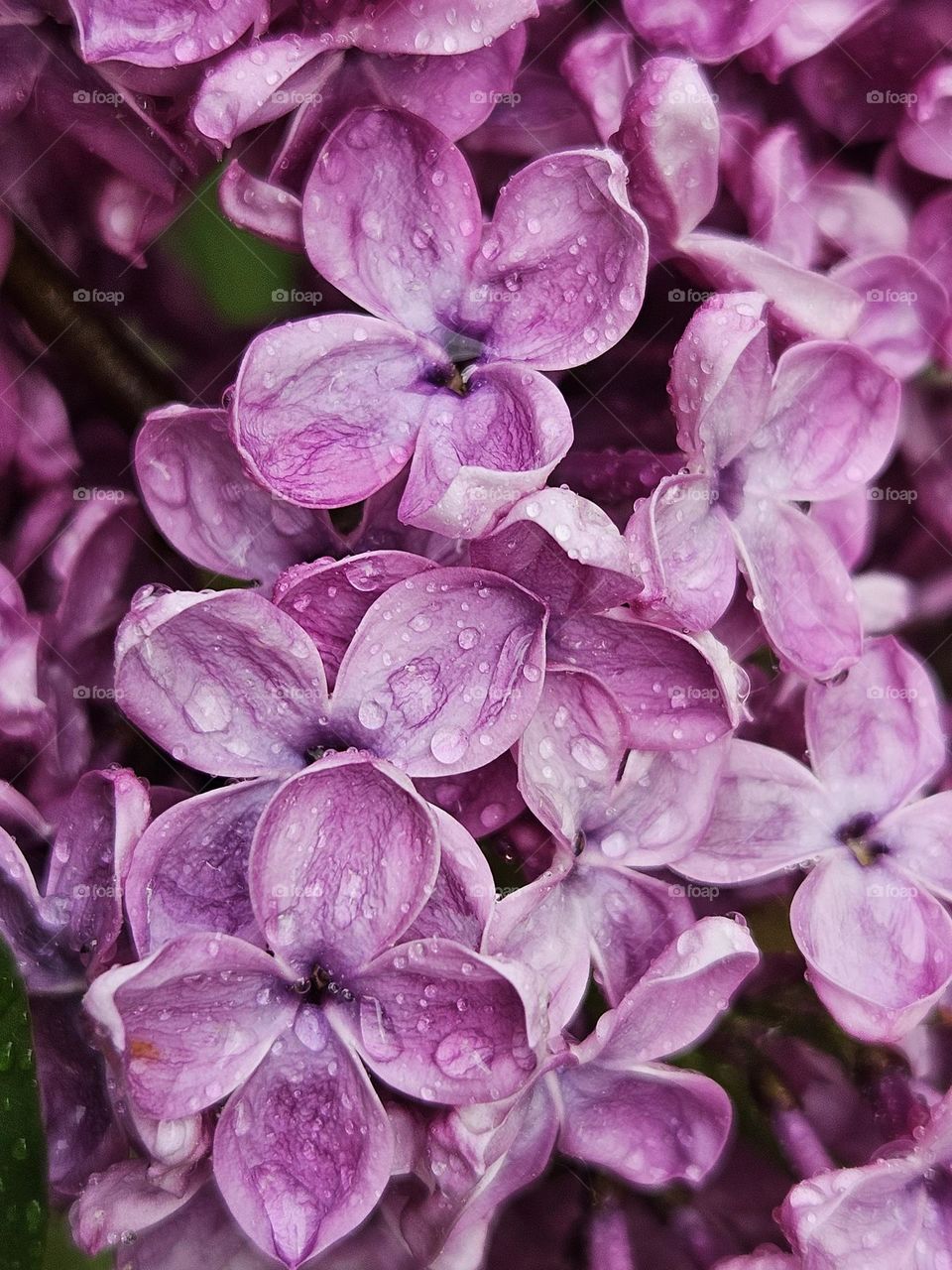 Picture taken after rain, looking at this picture you can even inhale the nice smell of flowers