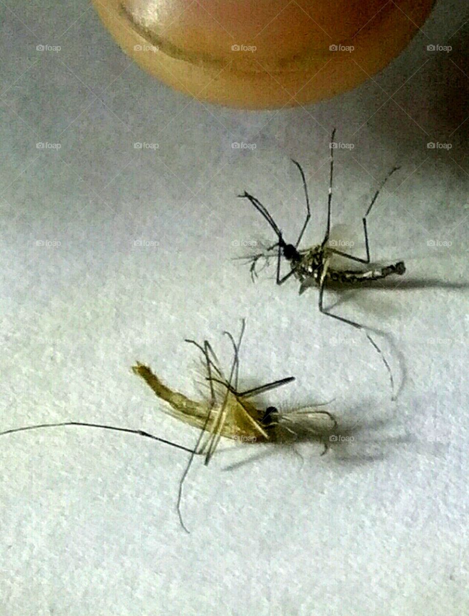 mosquito: can you suggest which one is dengue?