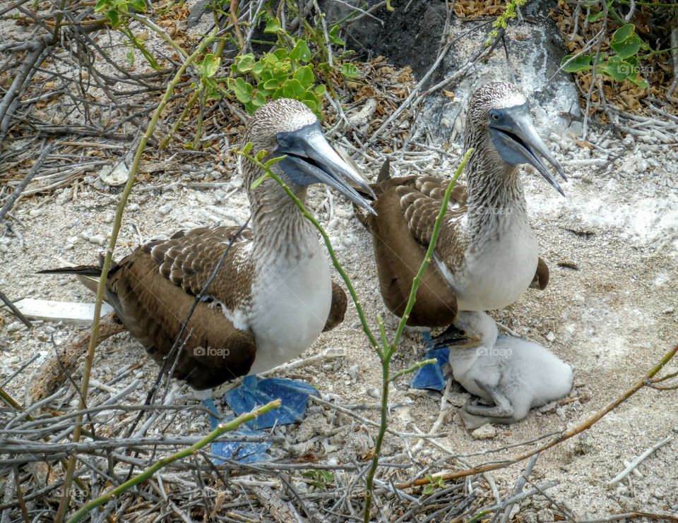 Proud parents, blue-footed boobies, Galapagos