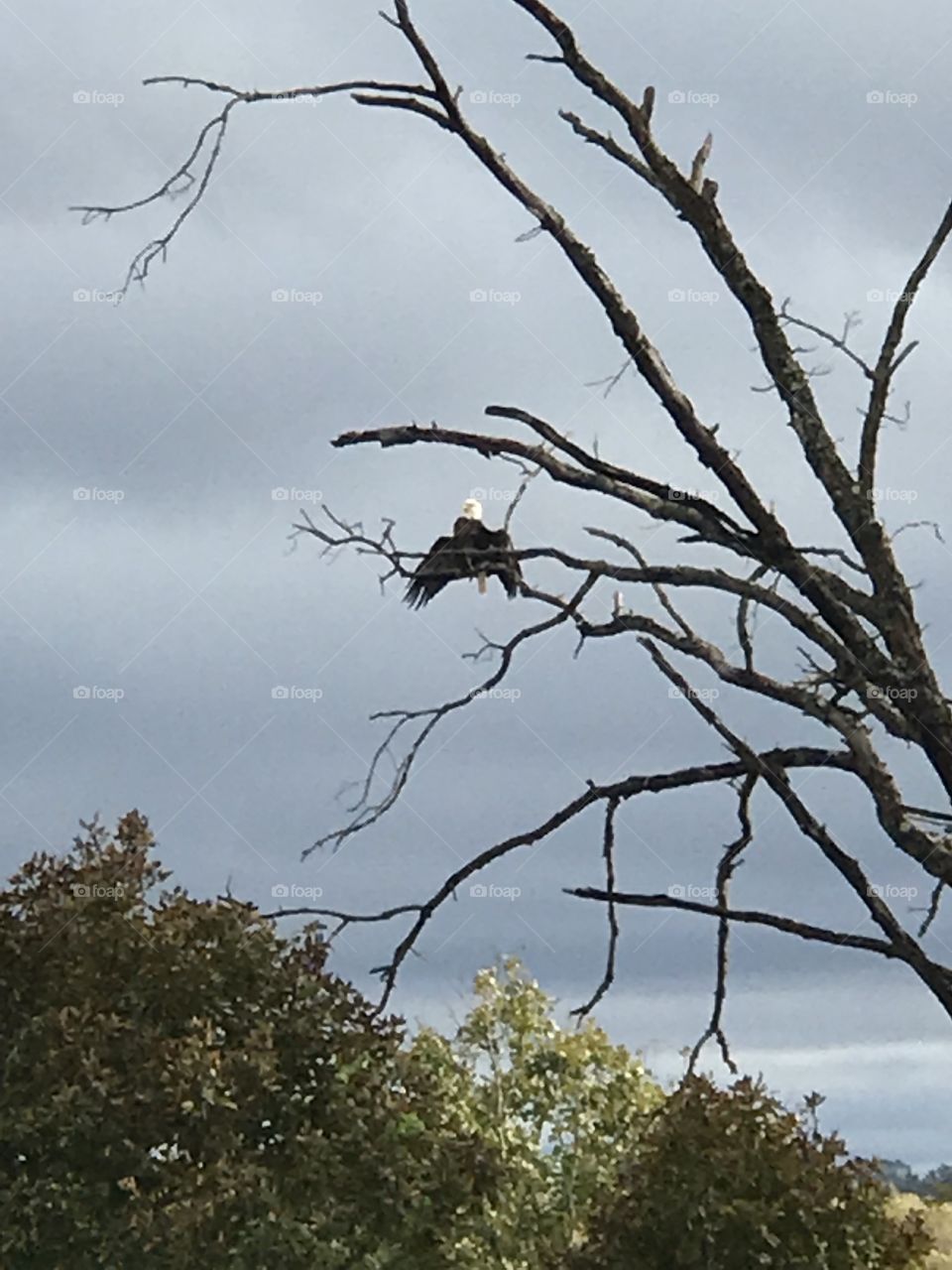 Eagle drying his wings