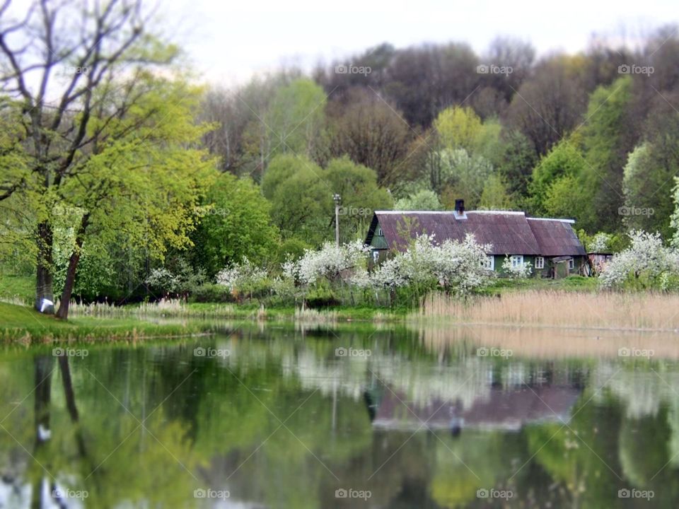 Pond in the spring