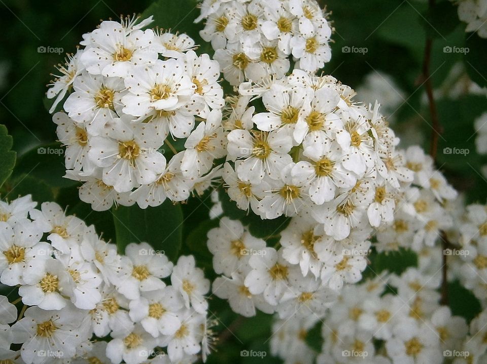 white blooms in Spring