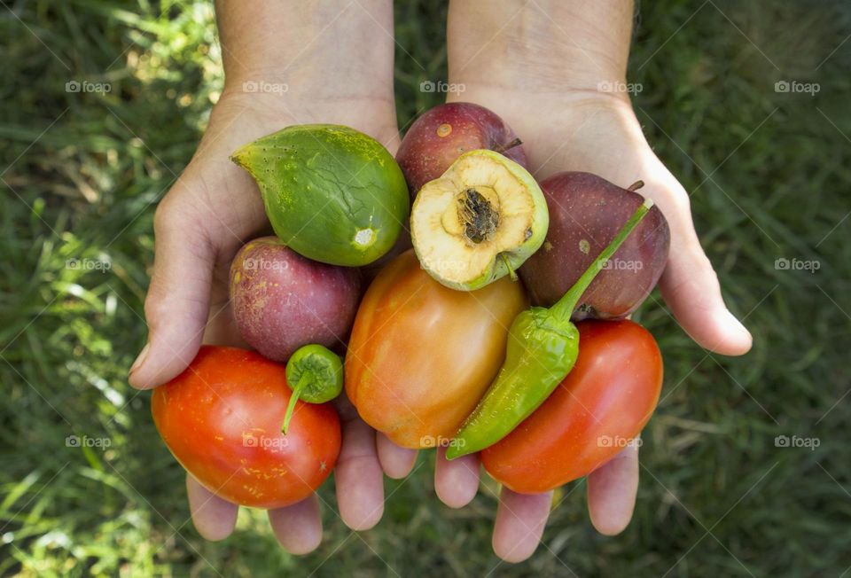 Hands full of vegetables and fruits