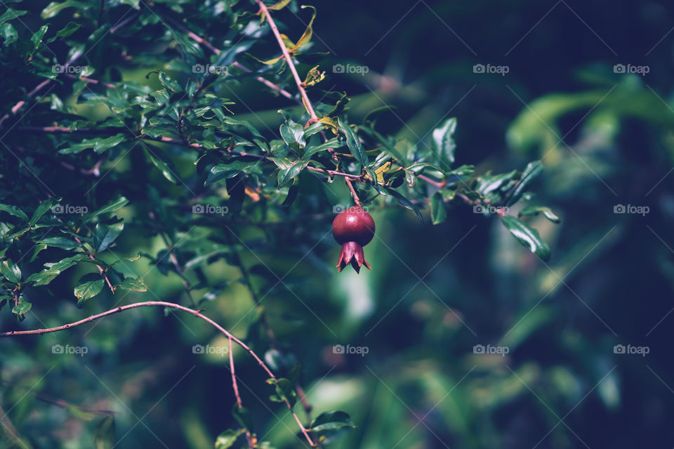 Pomegranate fruit - shiny