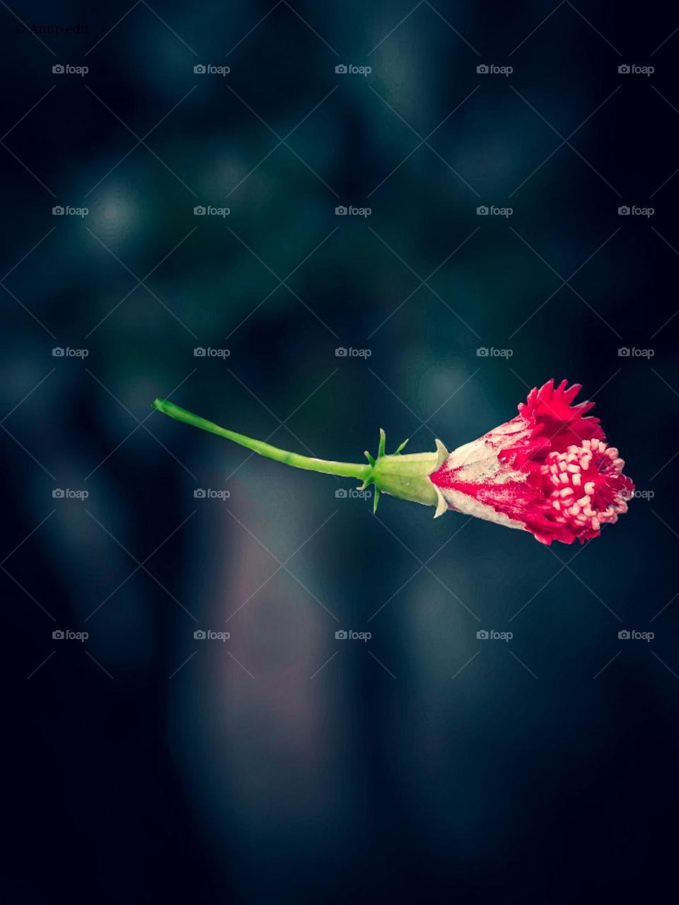 Hibiscus flower and blur background