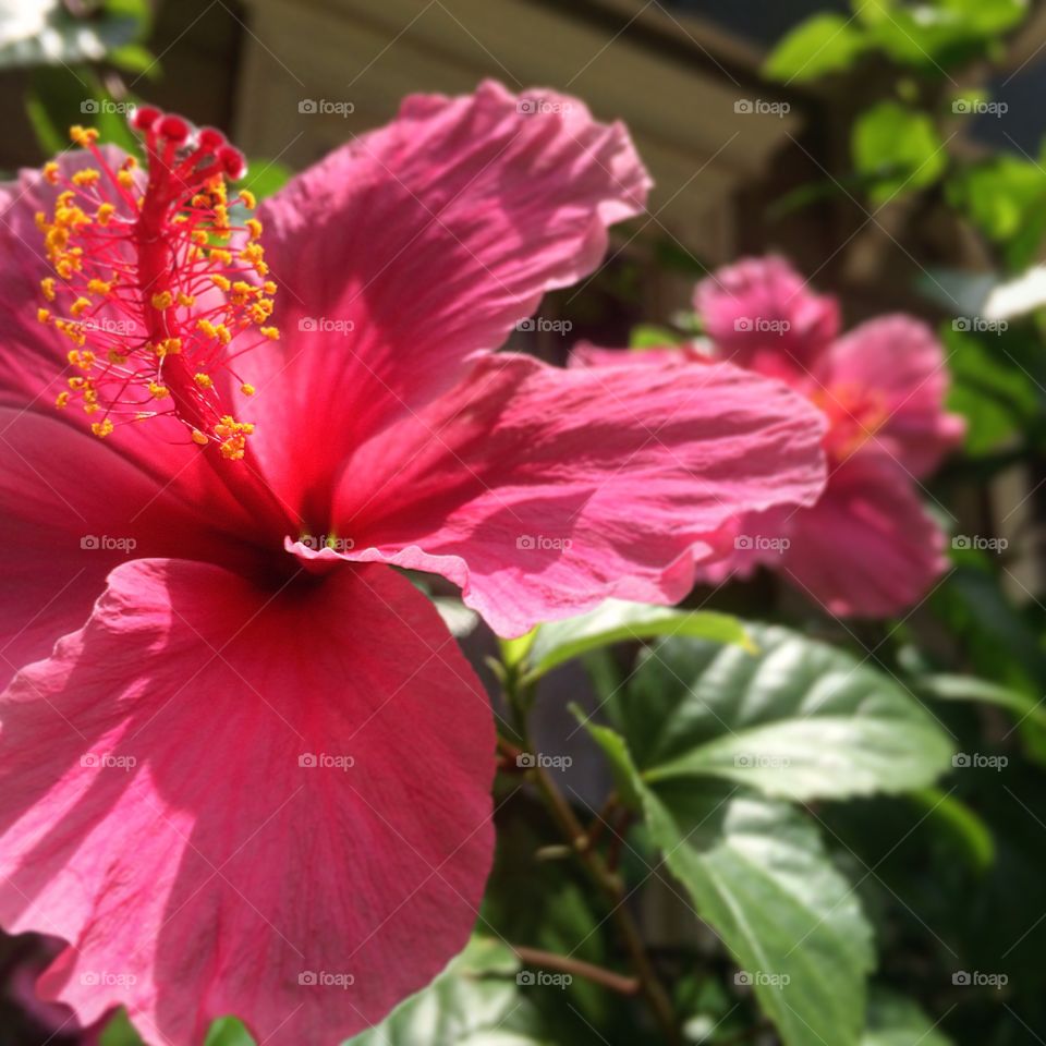 Hibiscus 