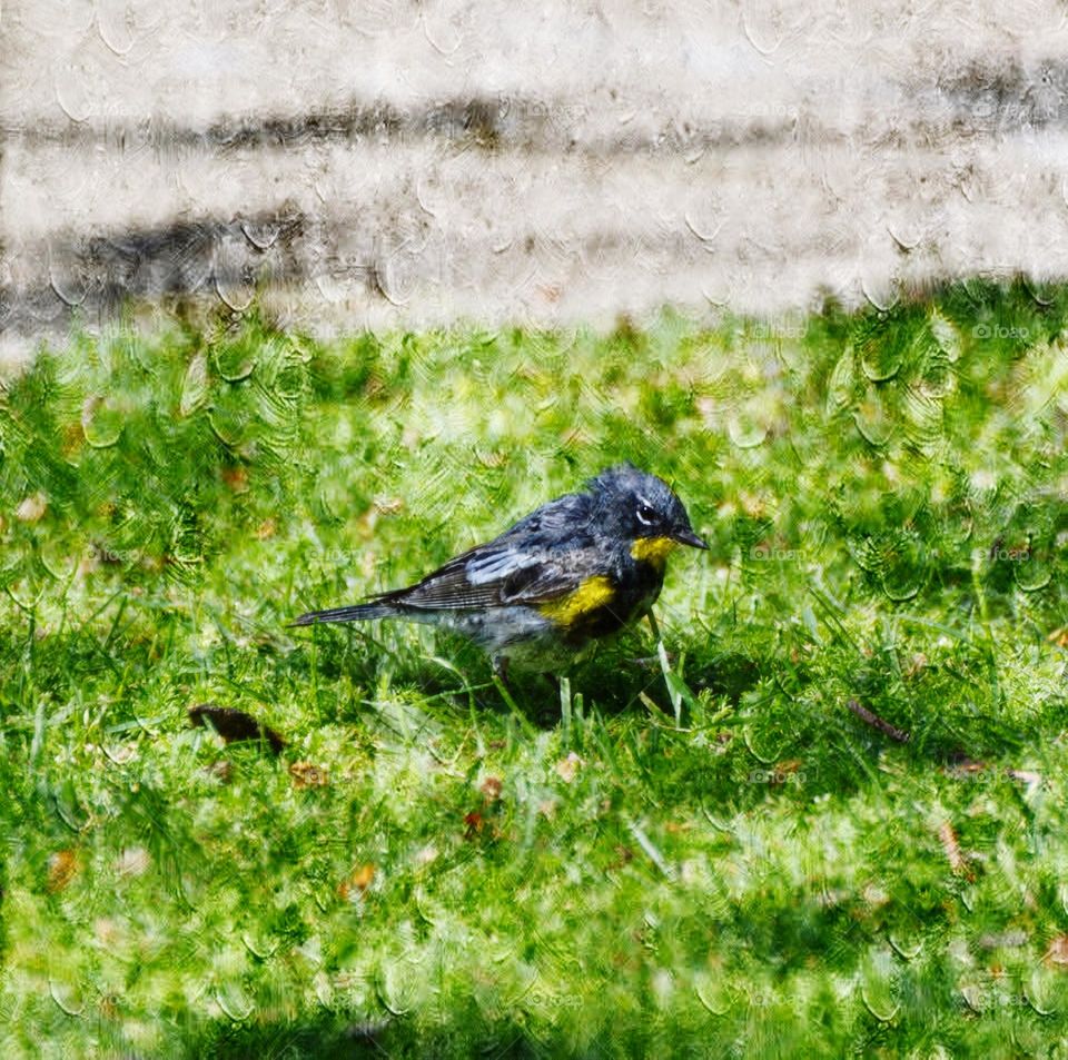 yellow spotted bird looking for food in the grass