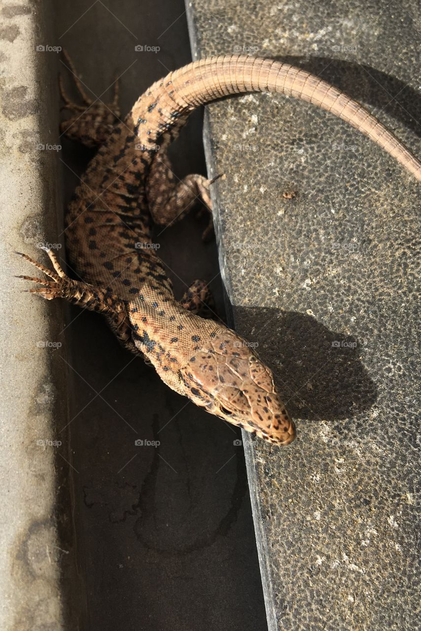 the lizard's hiding place before winter