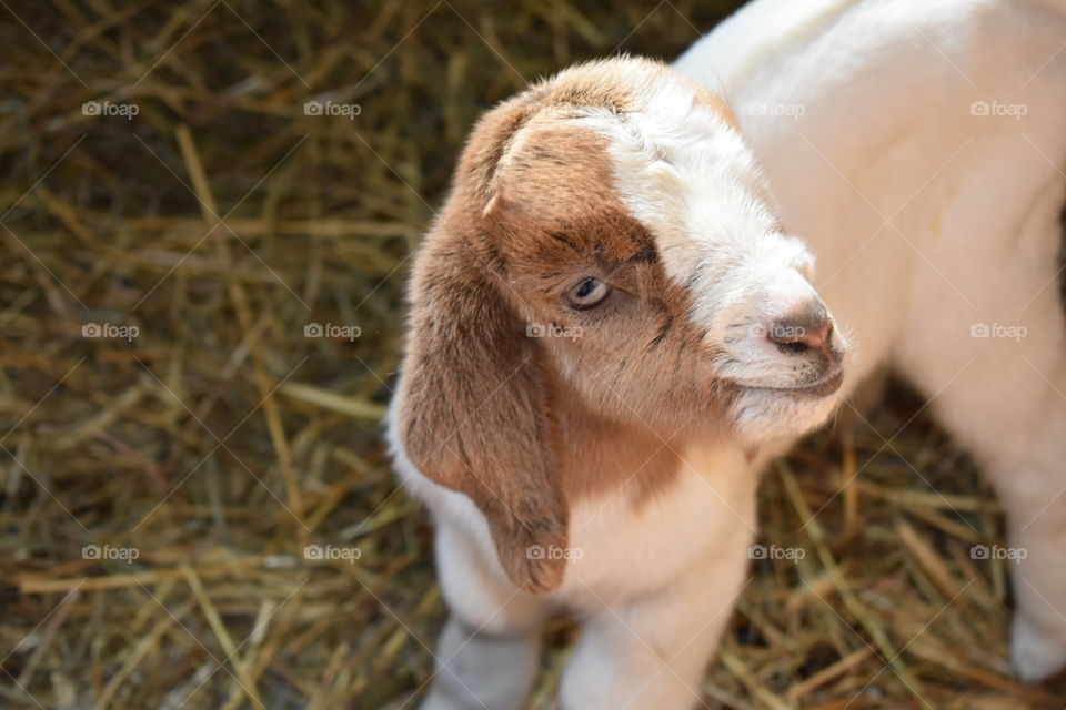 A fuzzy baby goat looks up to the right. Set in a barn with a background of straw, gentle sunlight is a lovely lighting. 