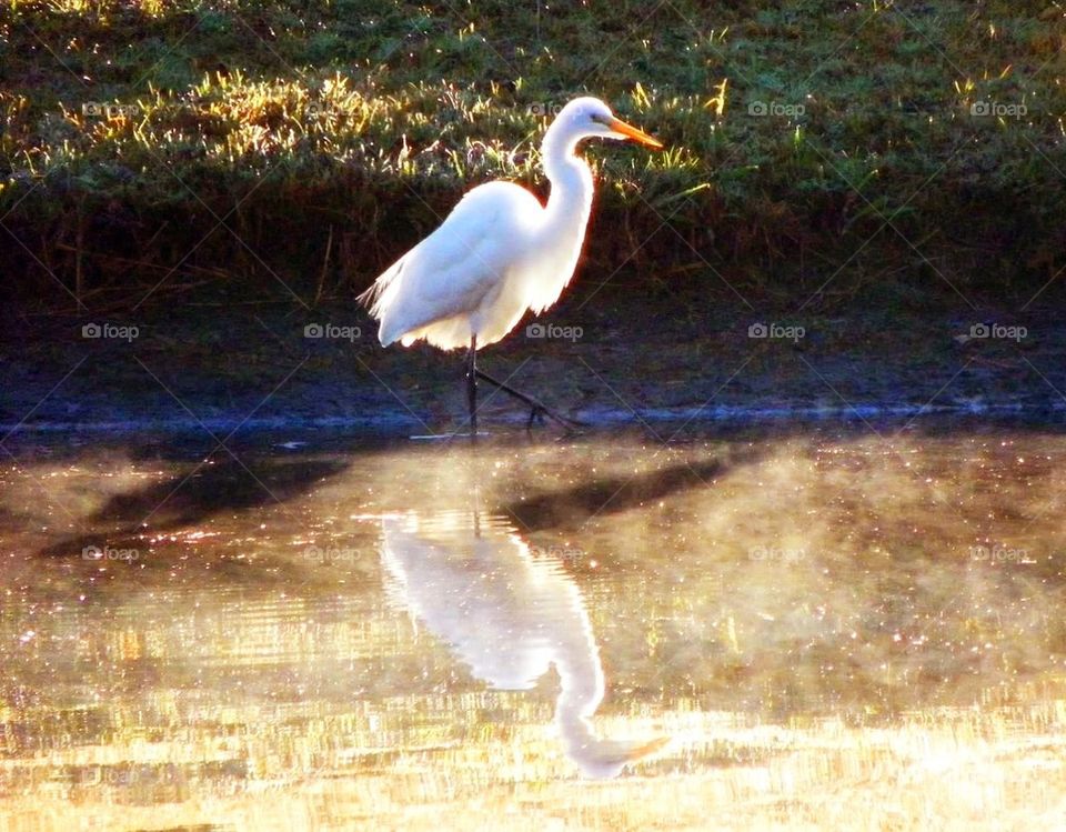 Water Bird