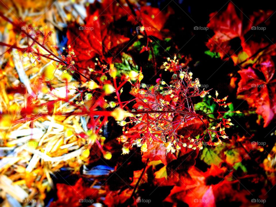 Leaf, Fall, Season, Tree, Maple
