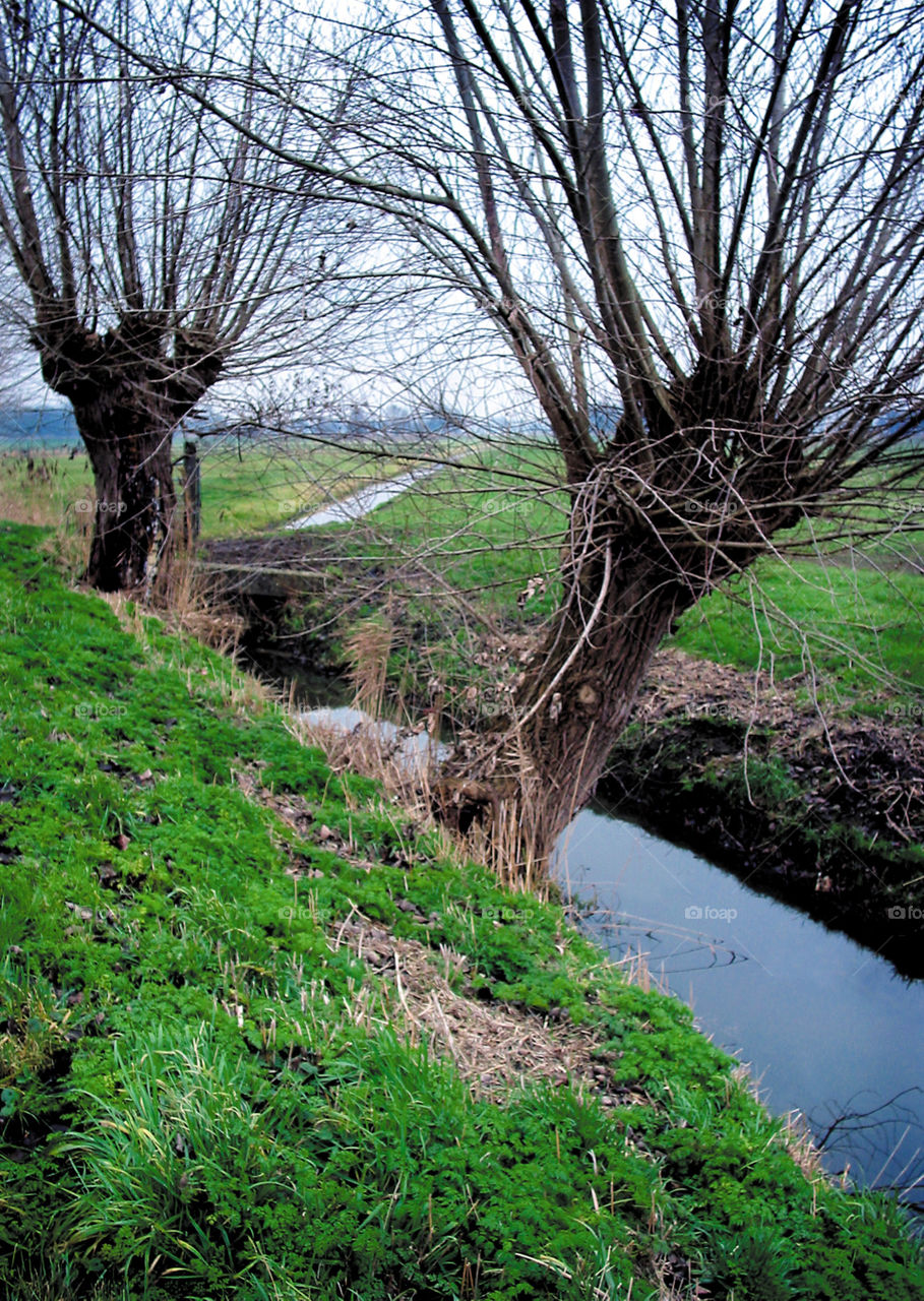Willow trees and ditch