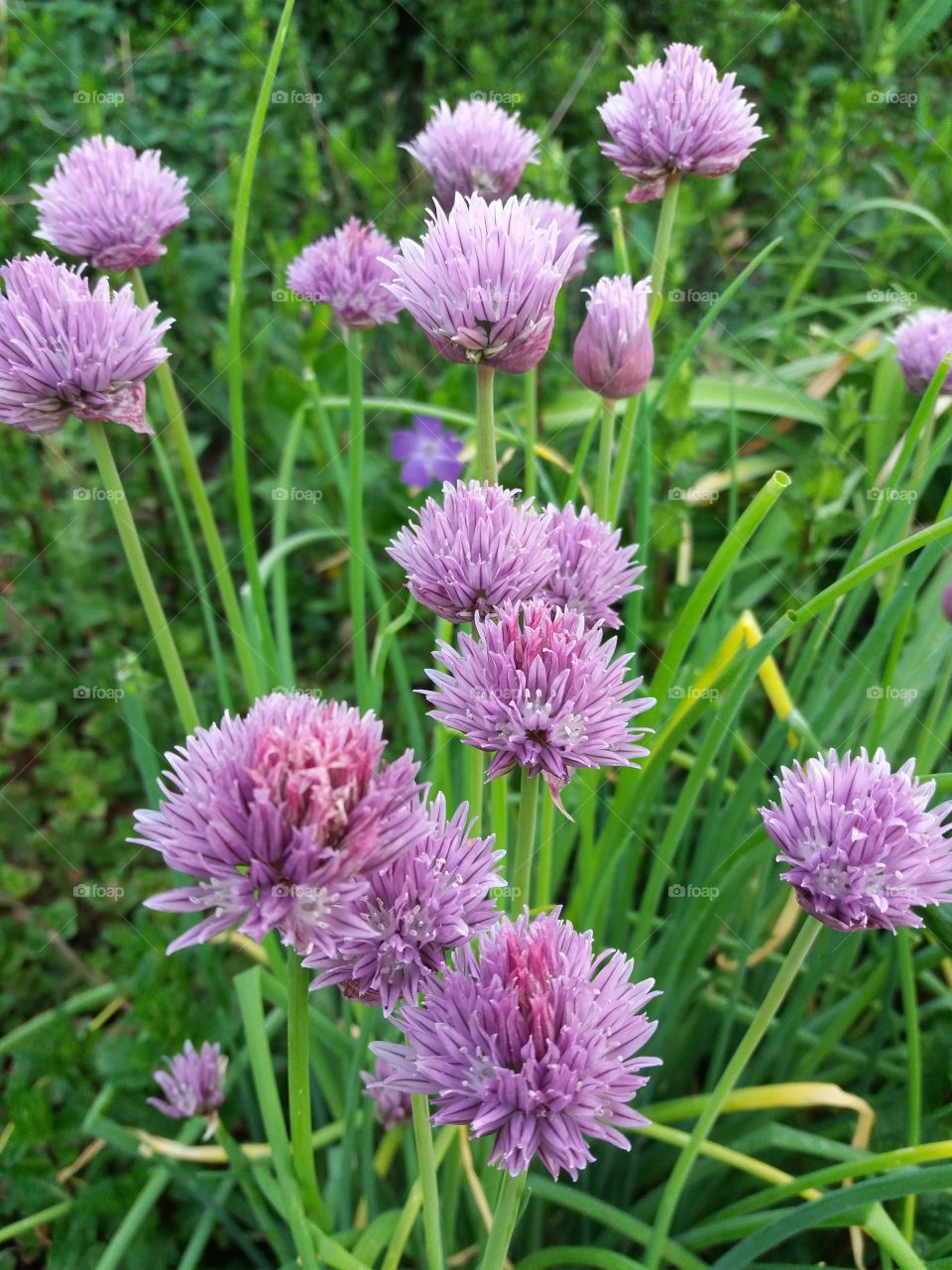 Garden flowers group