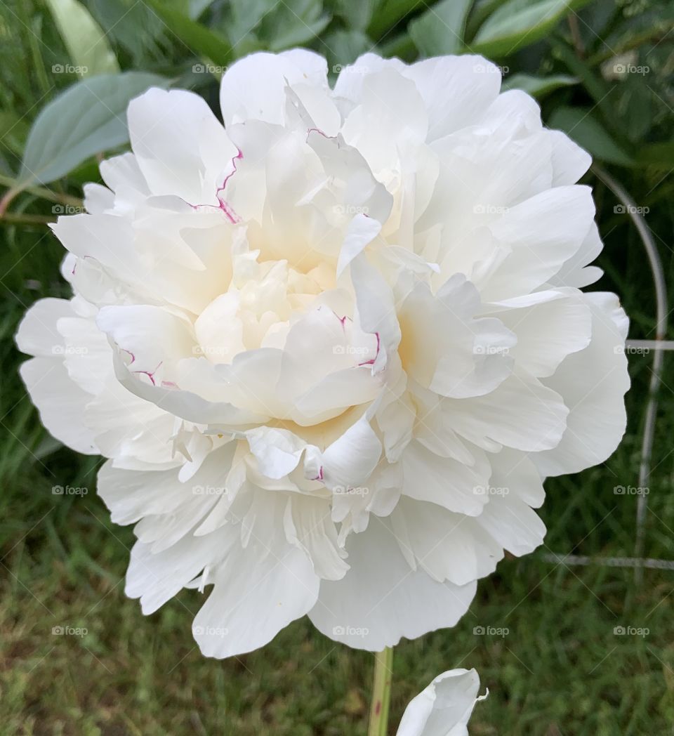White Peony 