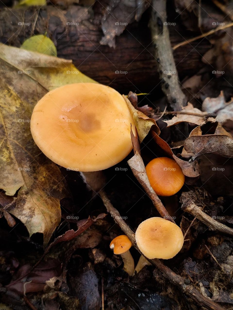 Orange cap mushrooms Paralepista flaccida of different sizes among brown fallen leaves, tree branches on the ground in autumn forest