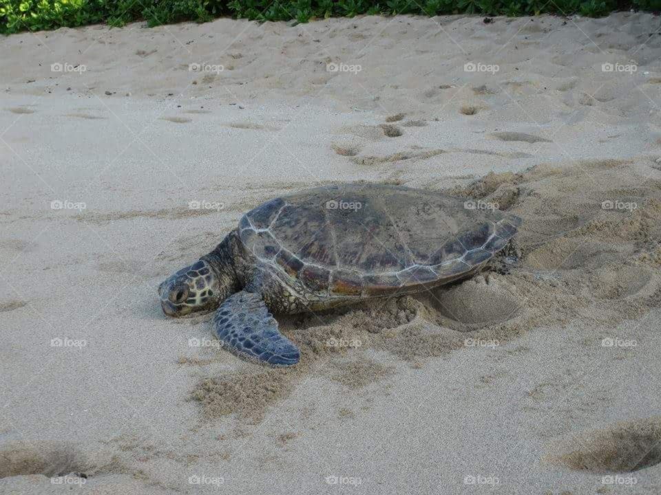 Sand Turtle