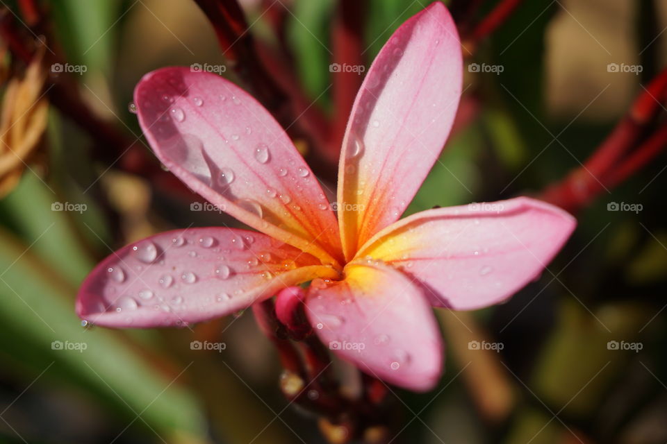Water drop on frangipani