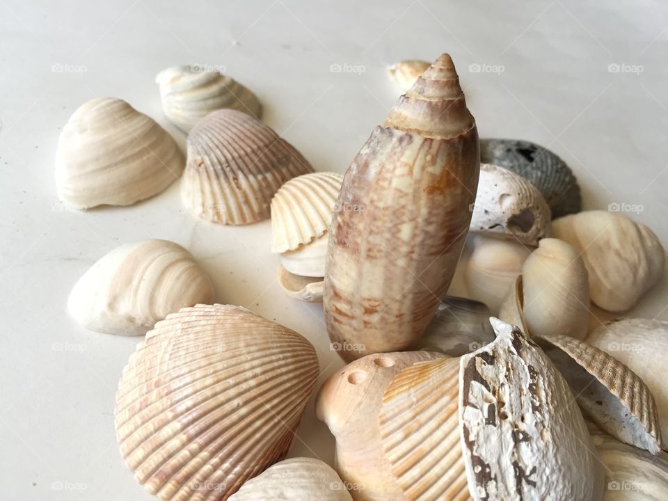 Different types of seashells