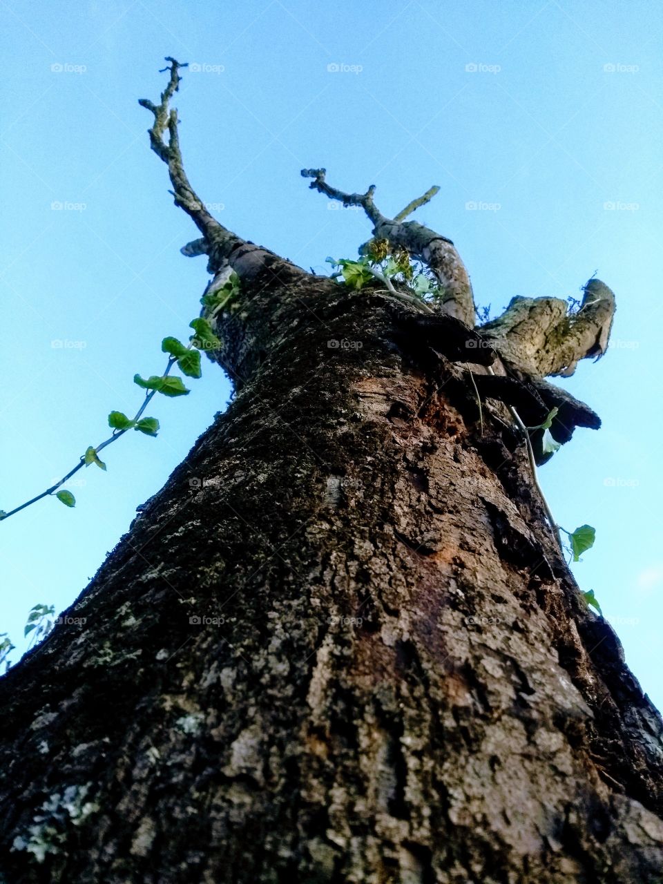 Old Tree