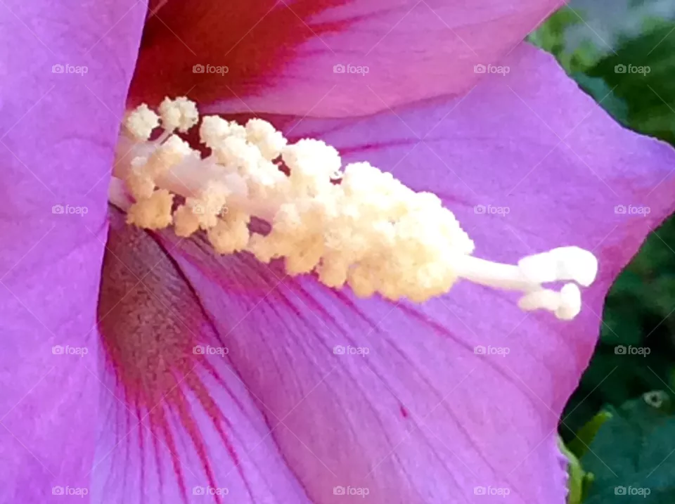 Closeup