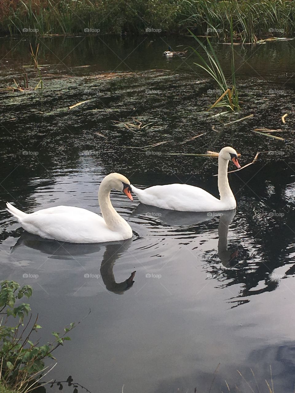 Km Leicester swans swim 