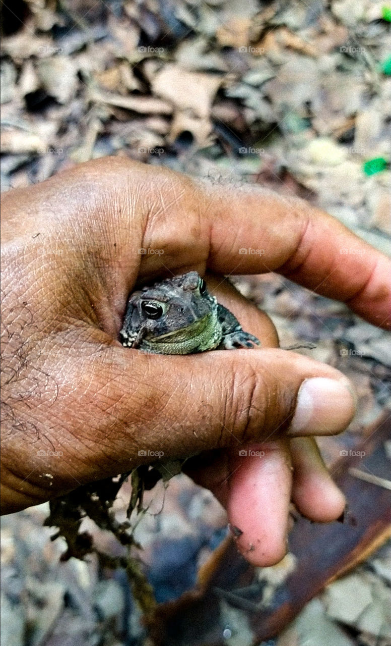 frog in Indianapolis Forest