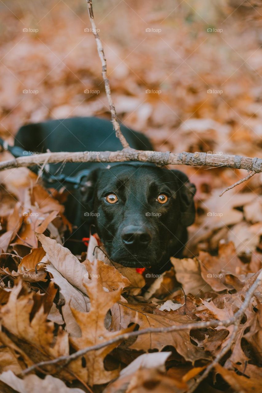 Dog having fun in the fall leaf pile