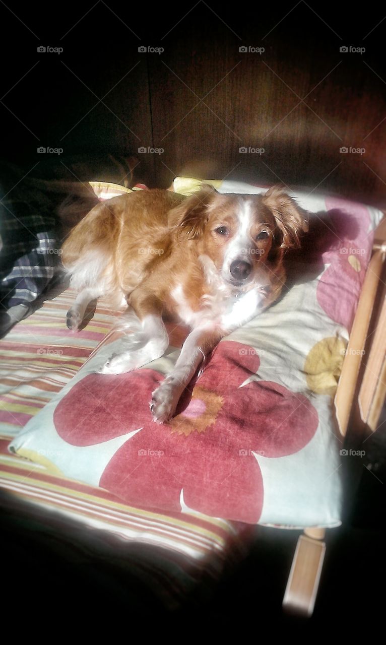 Dog, One, People, Portrait, Mammal