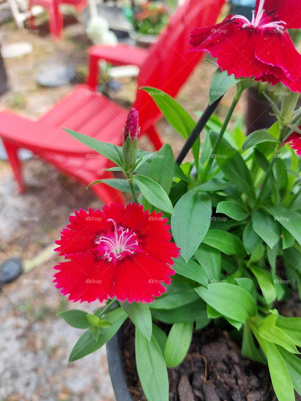 red flower