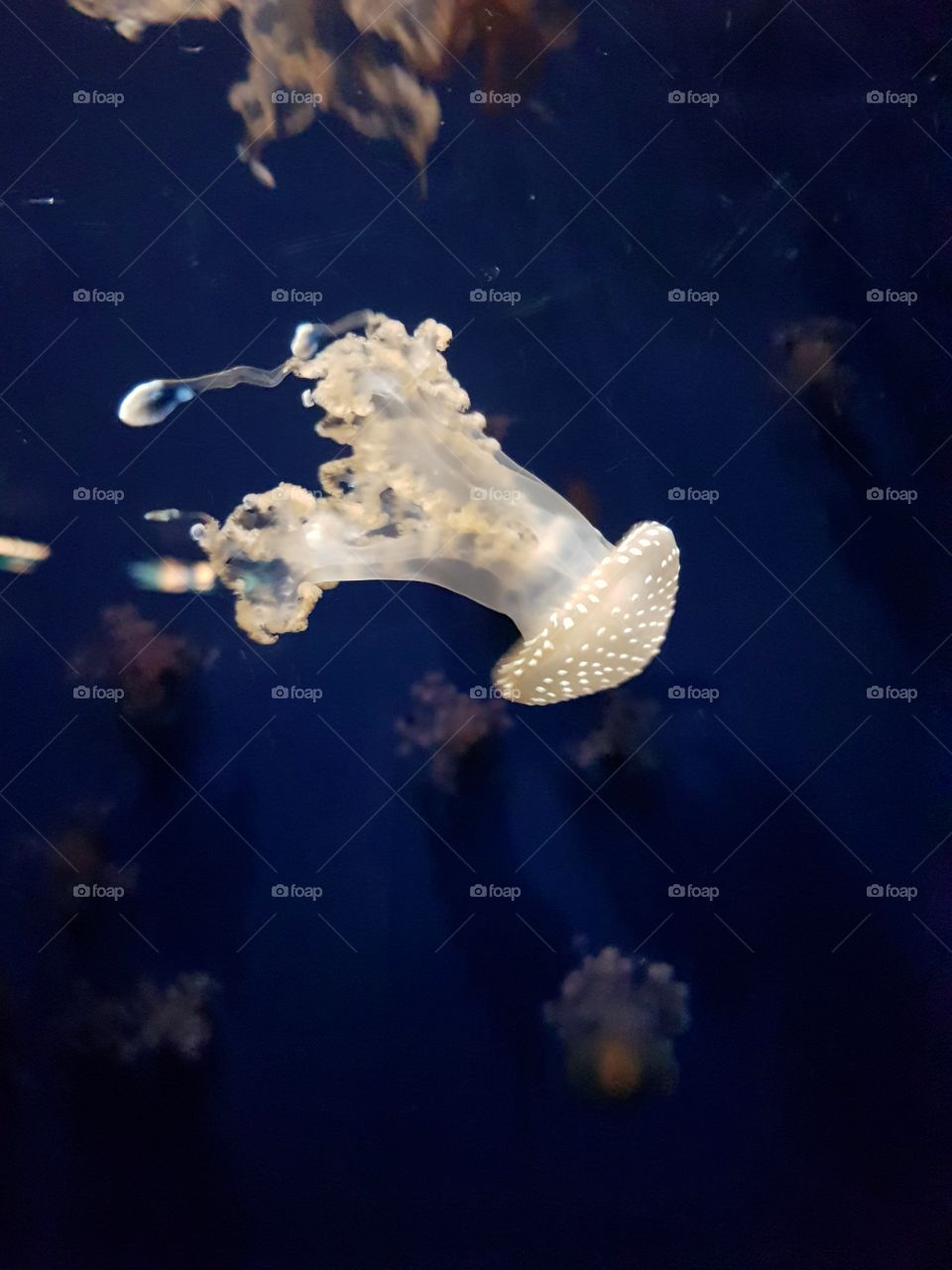 Swimming jellyfish in aquarium