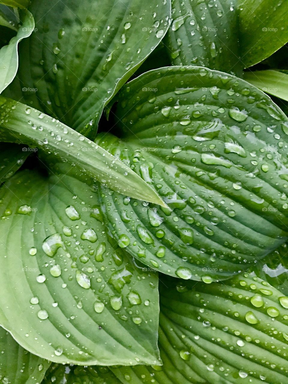 green leaves and raindrops pattern 