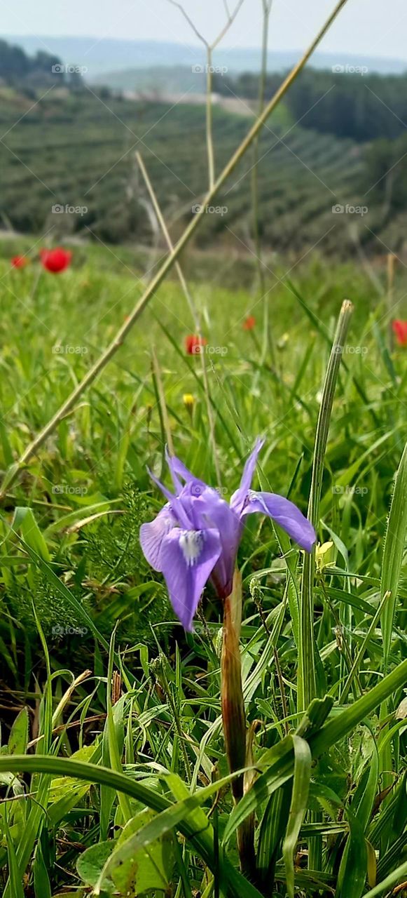 Moraea sisyrinchium