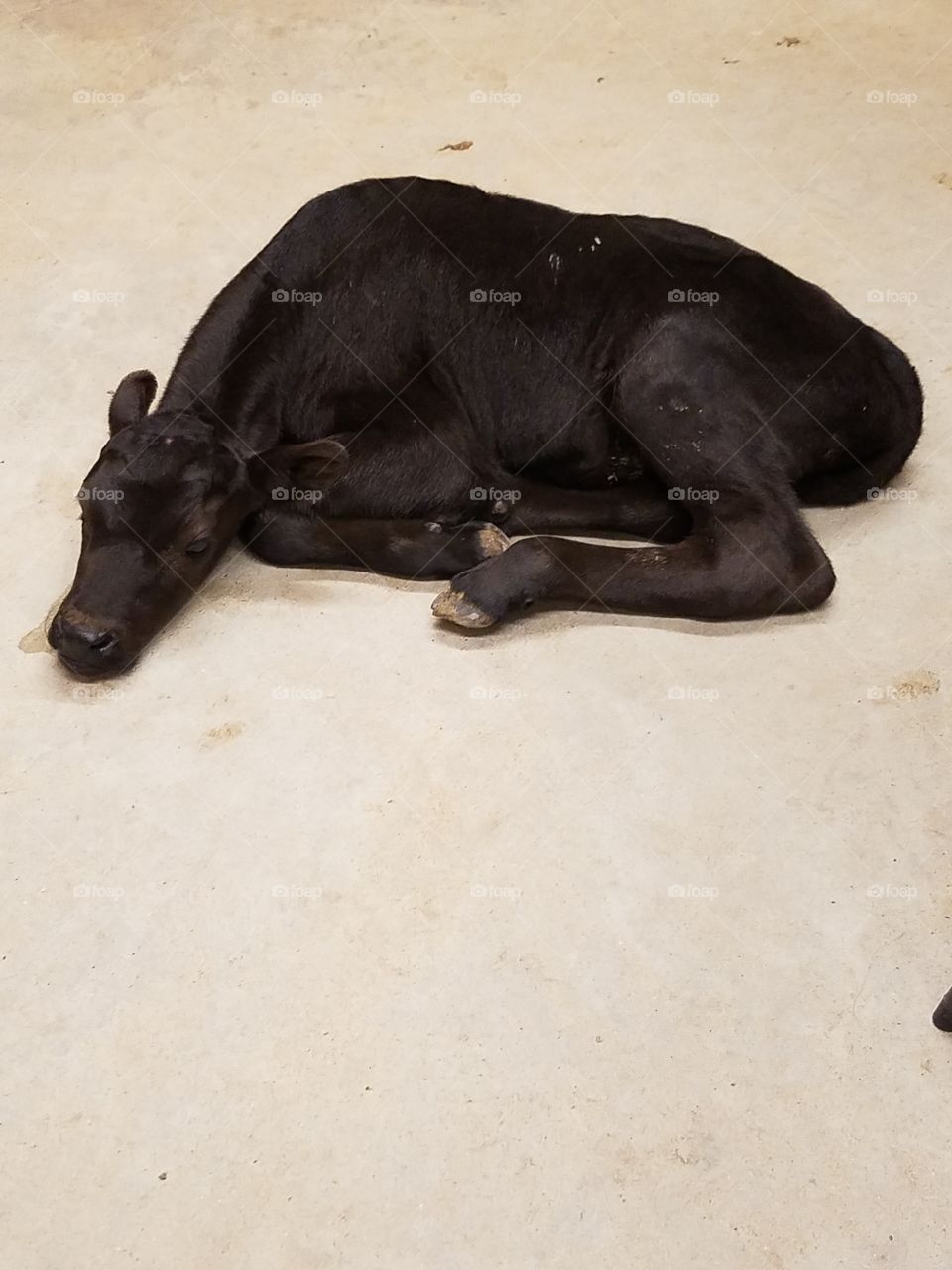 Premature calf, Texas