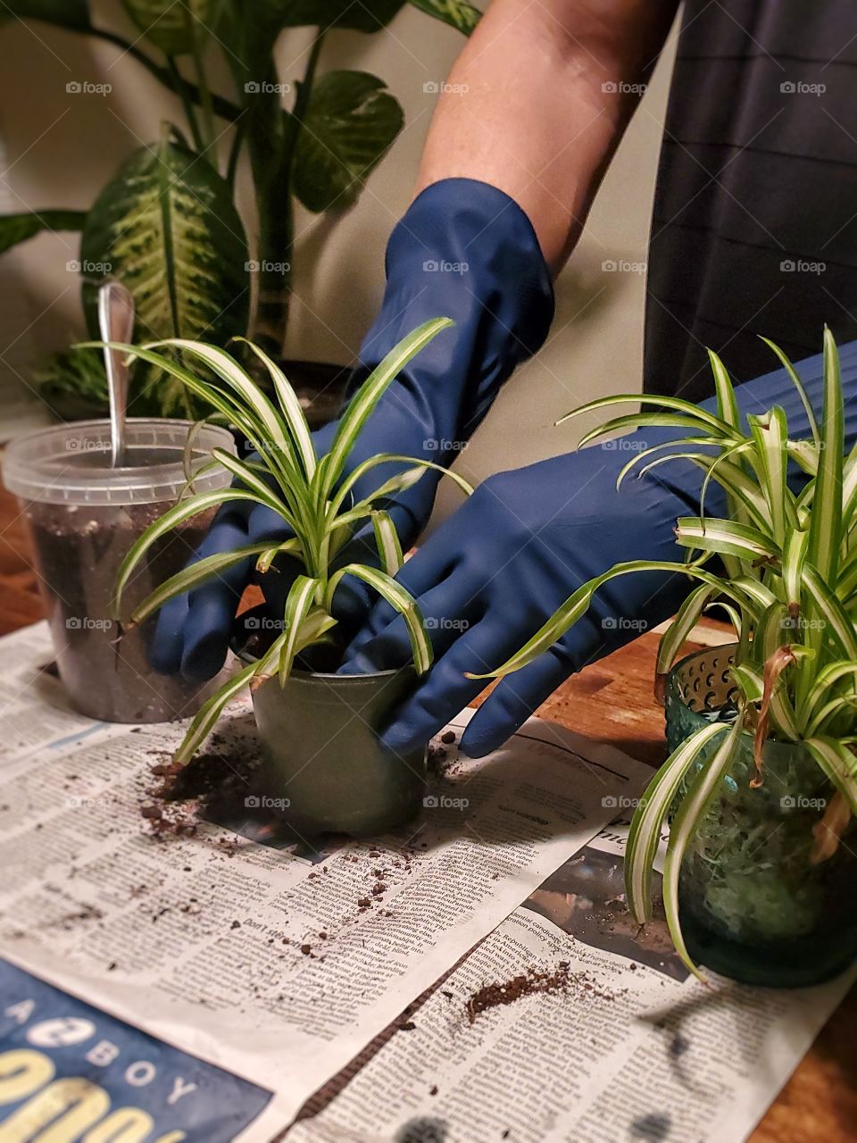 Repotting spider plants on a rainy day.