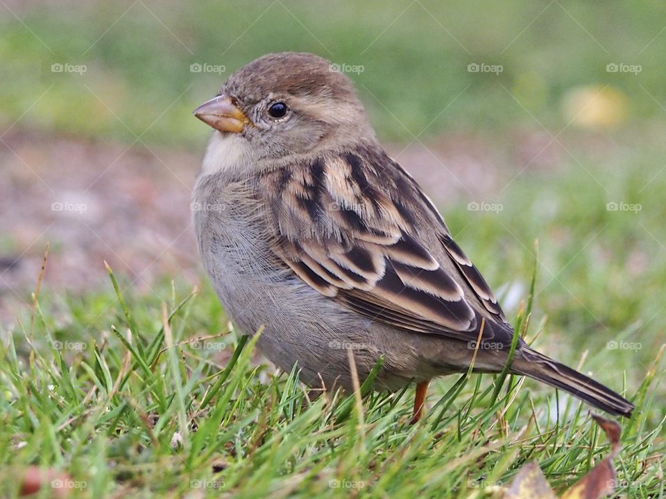 Young sparrow. Summer end