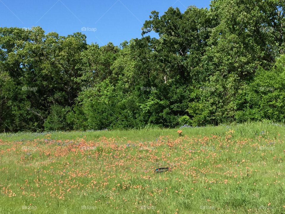 Texas wildflowers
