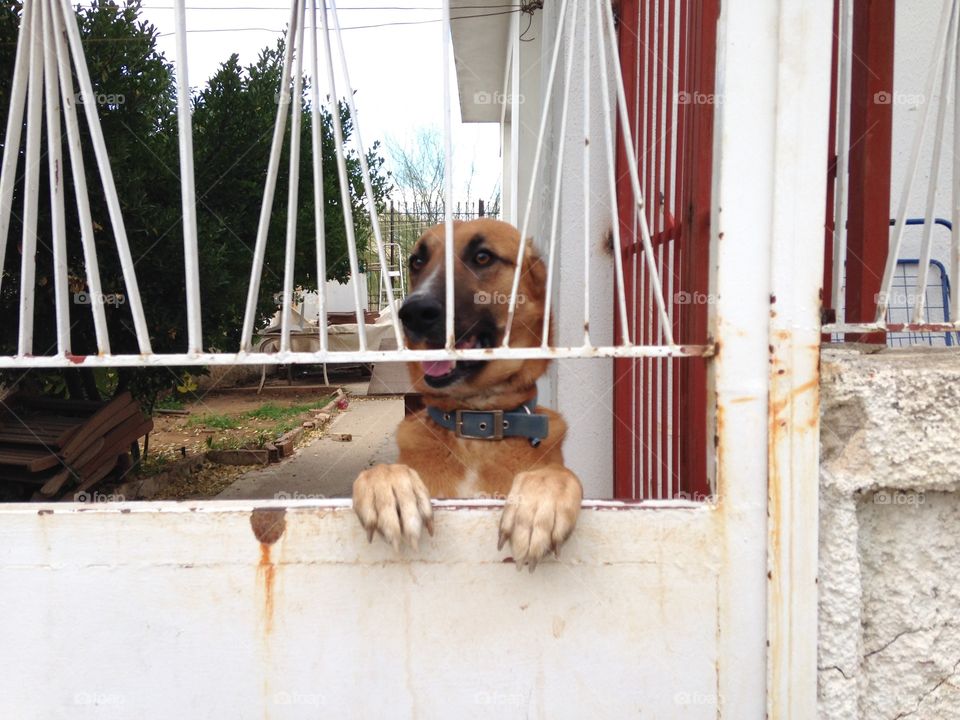 Dog, House, No Person, Architecture, Outdoors