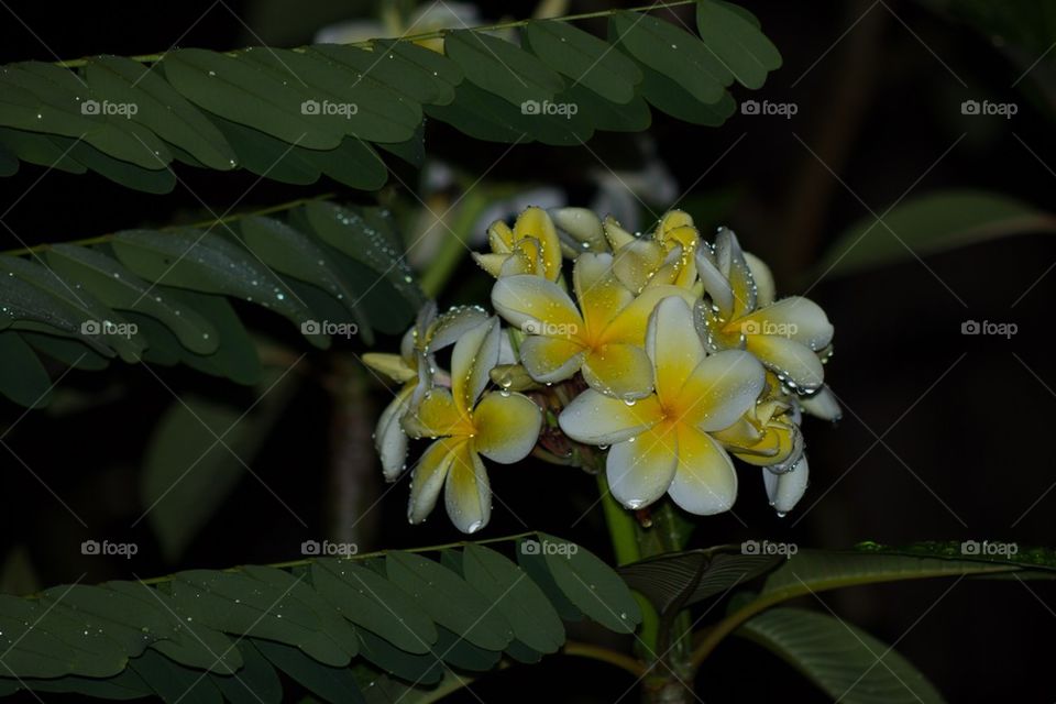 Frangipani in the rain