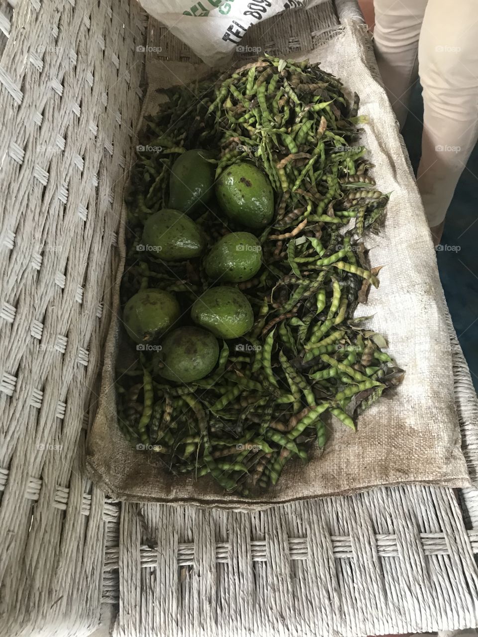 Avocados just picked 
