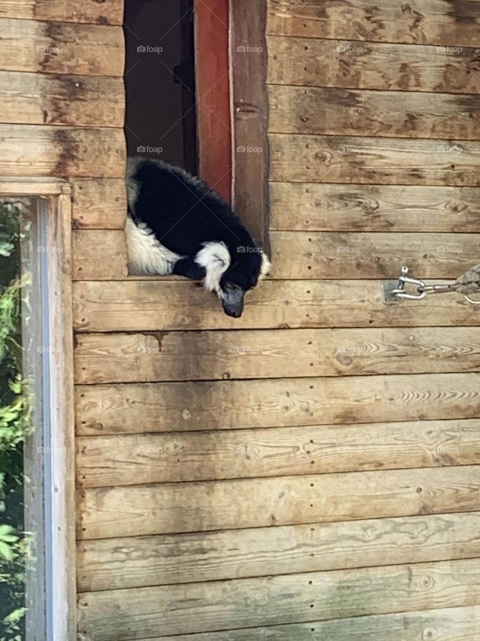 The wildlife project 