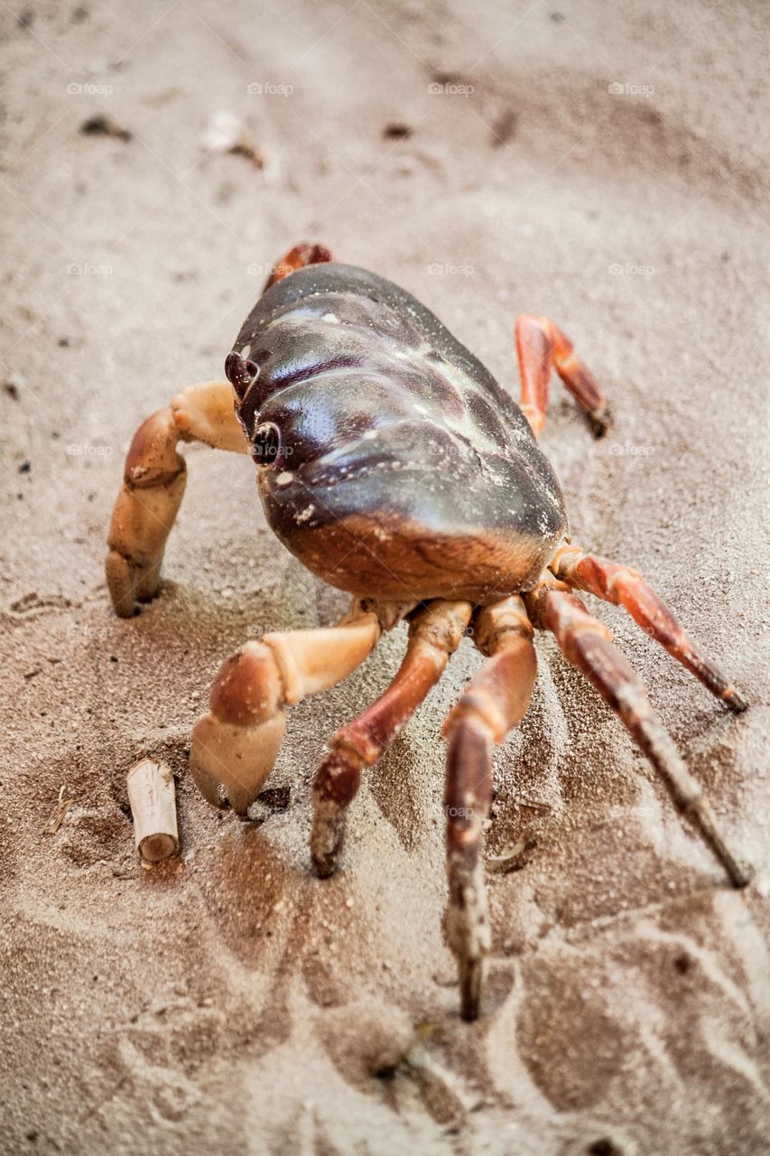crab