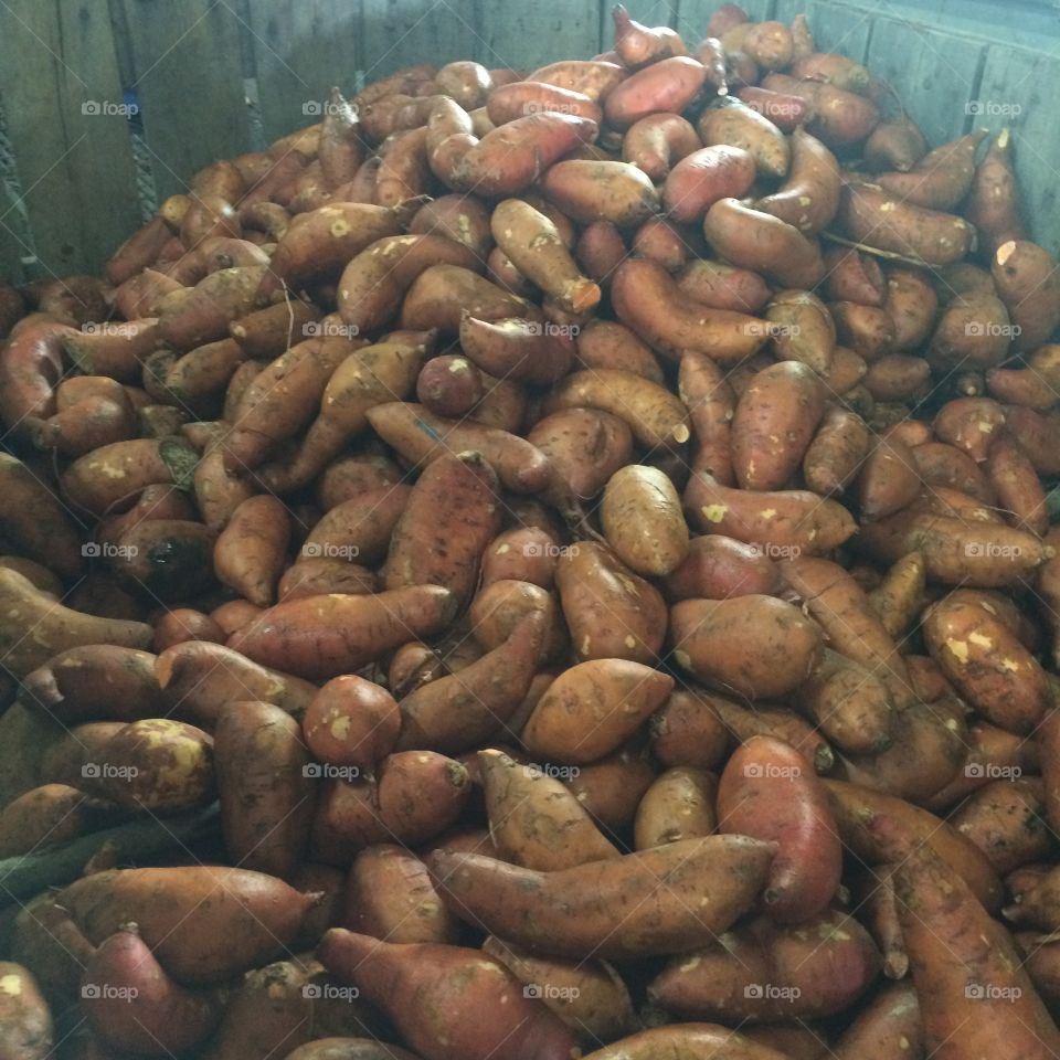 Sweet potatoes from a sweet potato farm 