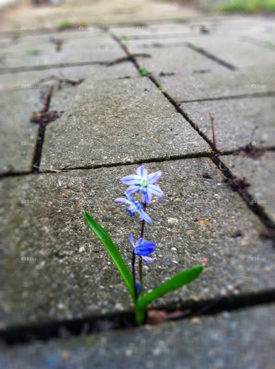 Spring at its finest