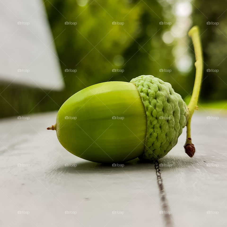 The big acorn