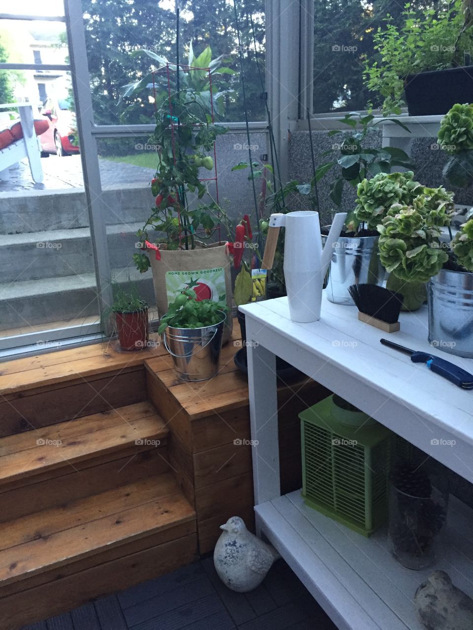 Plants outdoor