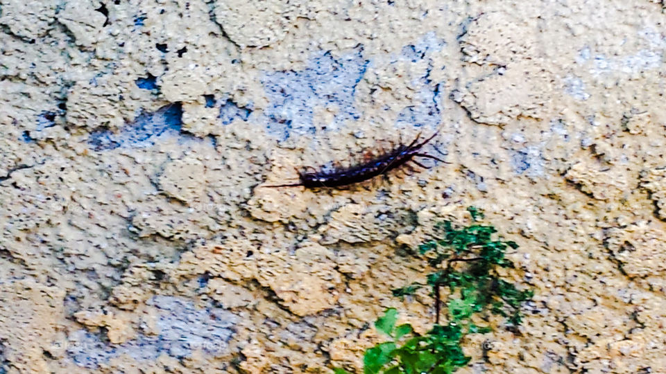 Centipede on the wall