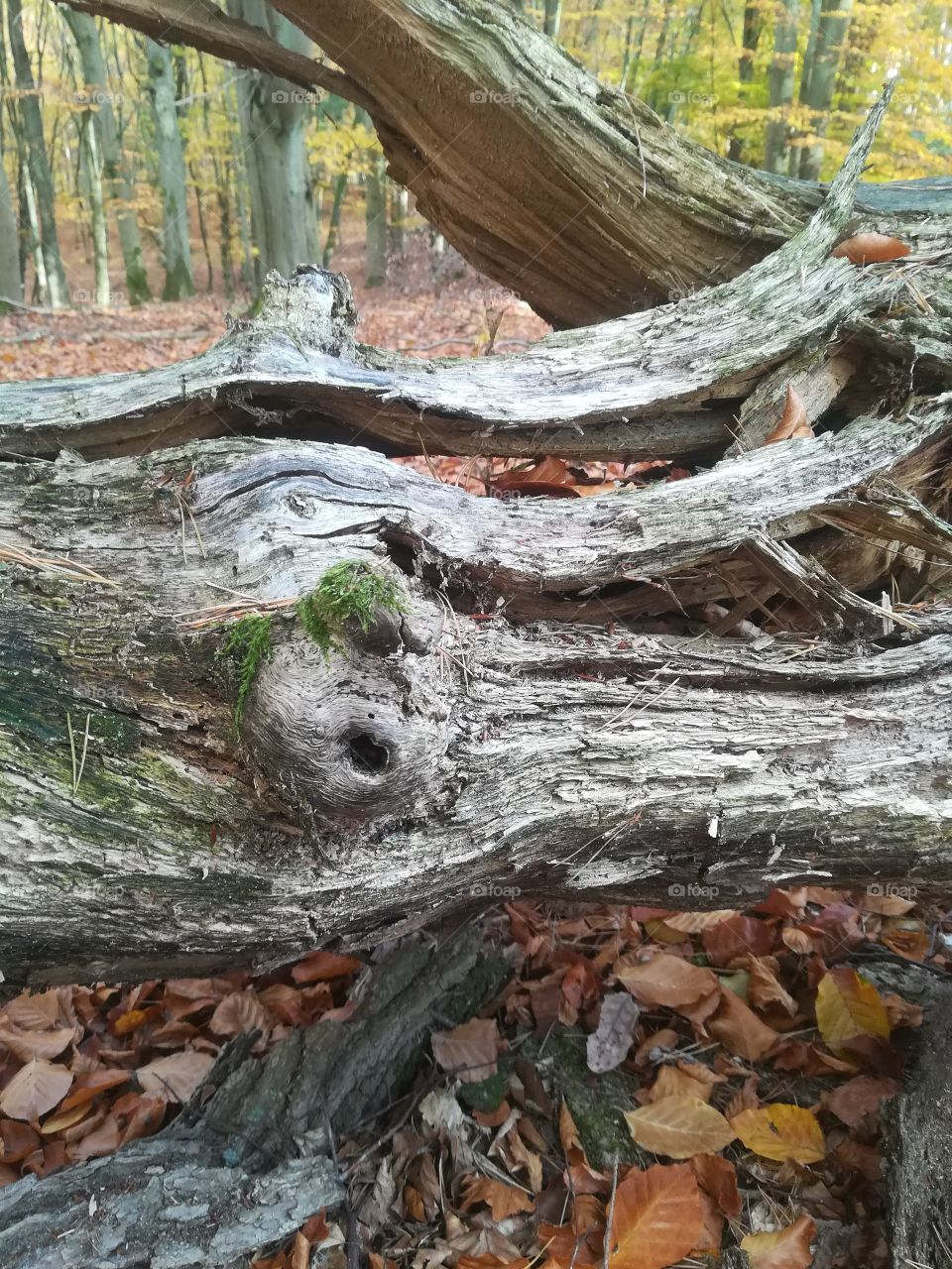 Wald Baum alt Moos