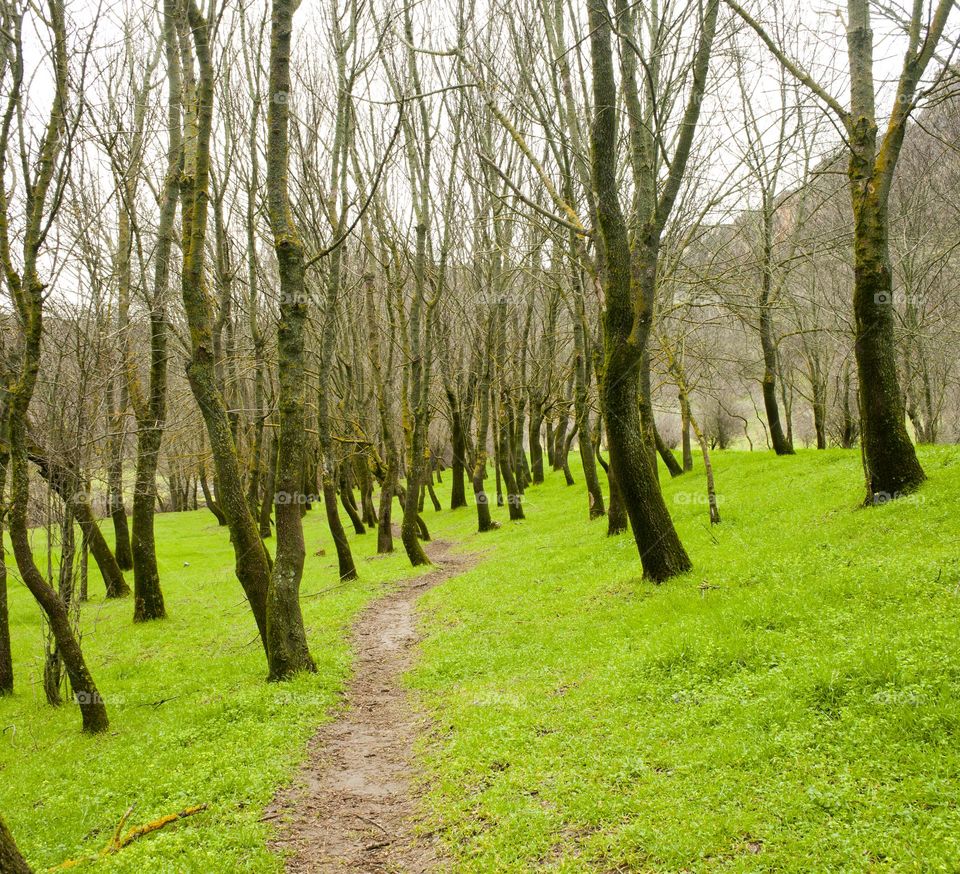 Path across a forest
