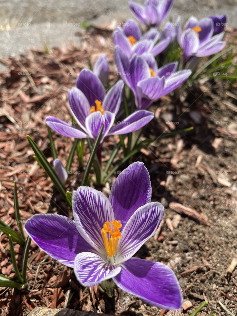 Purple crocus flowers