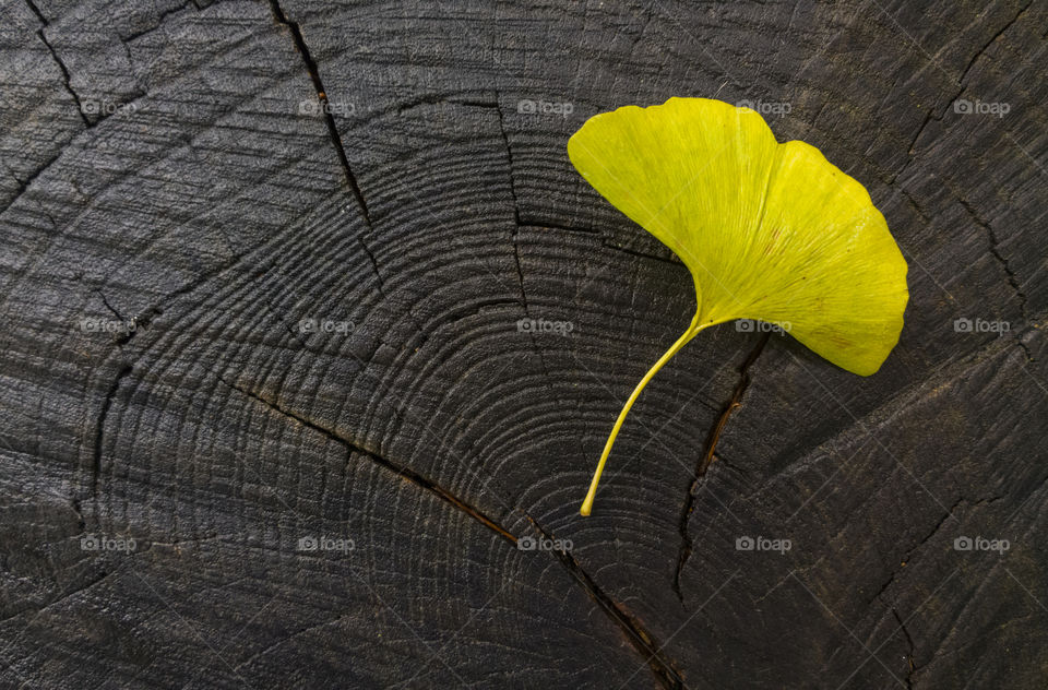 Ginkgo biloba. ginkgo biloba leaf